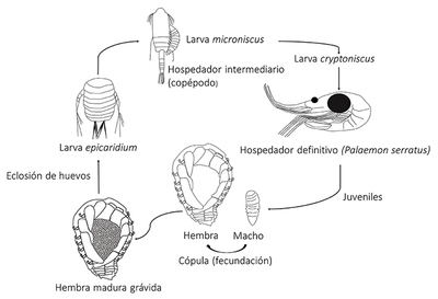 Ciclo de vida de los bopiroideos, basado en la especie Bopyrus squillarum.