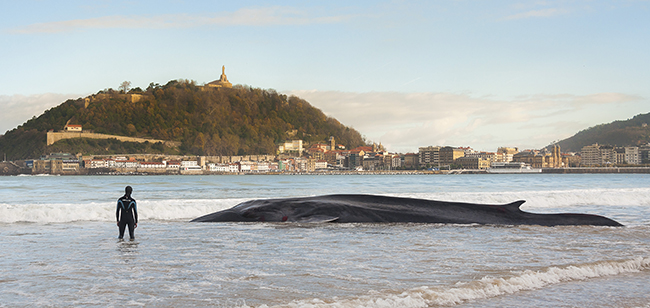 Una persona contempla a un rorcual común varado, con la ciudad de San Sebastián al fondo (foto: Red de Varamientos de Euskadi).


