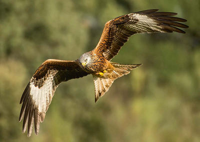 El milano real, especie catalogada en España como “En peligro de extinción”, es víctima habitual del veneno (foto: Fernando Sánchez / Shutterstock).

