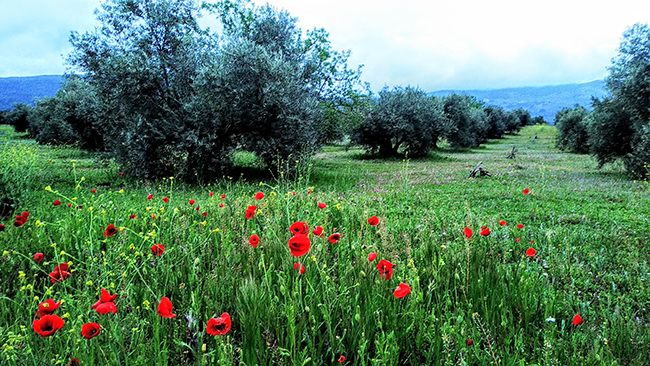 Olivar extensivo en Andalucía (manteniendo la cubierta herbácea). Foto: Emilio Morcillo.

