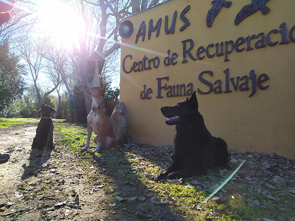 Unidad canina formada por tres perros que han superado un escrupuloso proceso de selección (foto: Amus).

