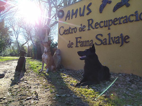 Unidad canina formada por tres perros que han superado un escrupuloso proceso de selección (foto: Amus).

