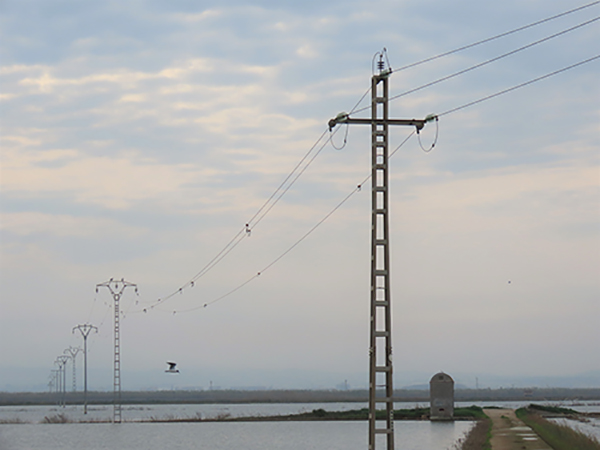 Tendido eléctrico de diseño peligroso para las aves situado en la Albufera de Valencia (foto: Adensva).

