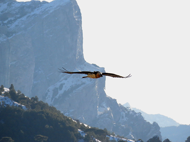 Estela sobrevuela la Sierra de Segura (Jaén), con su emisor GPS visible al dorso. Esta hembra es uno de los quebrantahuesos reintroducidos en Andalucía que ha formado pareja, en concreto con el macho Rayo, también reintroducido, aunque debido a su juventud aún no se han reproducido (foto: Enrique Ávila).