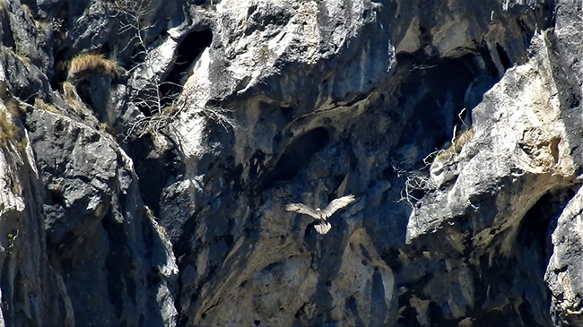 El macho de quebrantahuesos Casanova se dispone a entrar en el nido para dar el relevo a la hembra Deva (foto Fundación para la Conservación del Quebrantahuesos).

