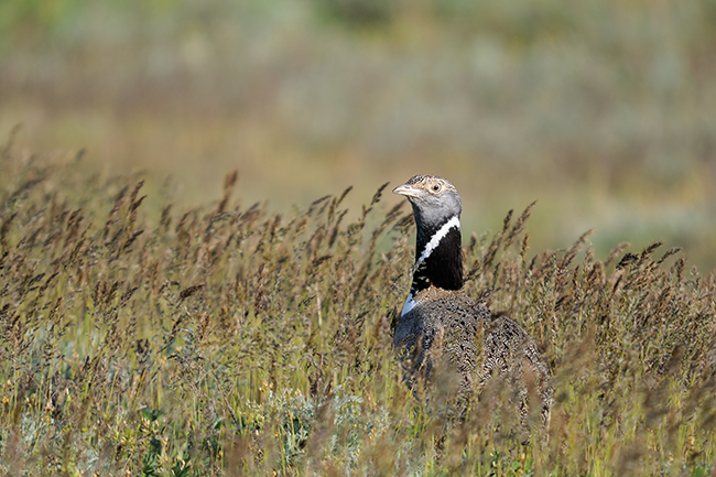 Macho de sisón común. Esta especie amenazada es una de las más seguidas por LIFE Estepas de La Mancha (foto: Victor Tyakht / Shutterstock).

