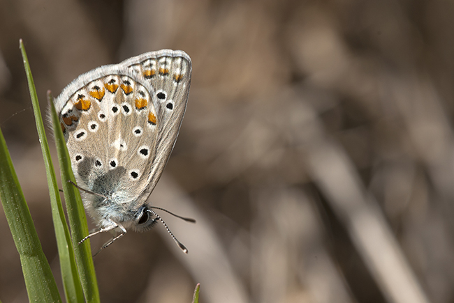 El ícaro moro (Polyommatus celina) es una especie común que ha servido para evaluar el declive de las mariposas vinculadas a los ecosistemas de pradera (foto: J.M. Barea-Azcón).

