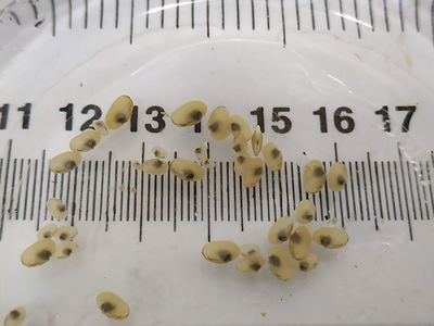 Ejemplares juveniles de Margaritifera auricularia criados en cautividad (foto: Keiko Nakamura).

