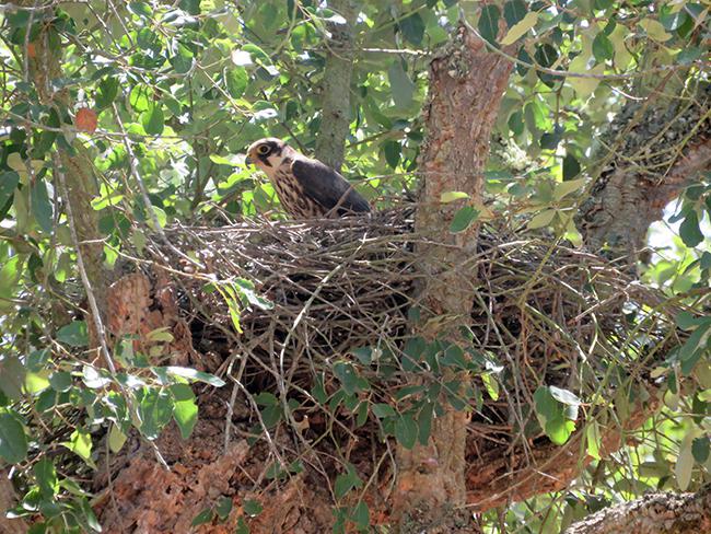 Un alcotán ocupa un nido de cuervo en un alcornoque del bosque de Mamora (Marruecos). Foto: Karim Rousselon.

