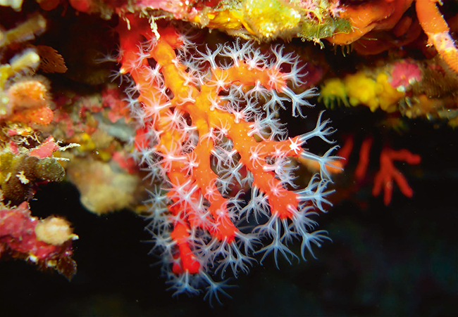 Coral rojo del Mediterráneo (foto: Paolo Ponga / Shutterstock).