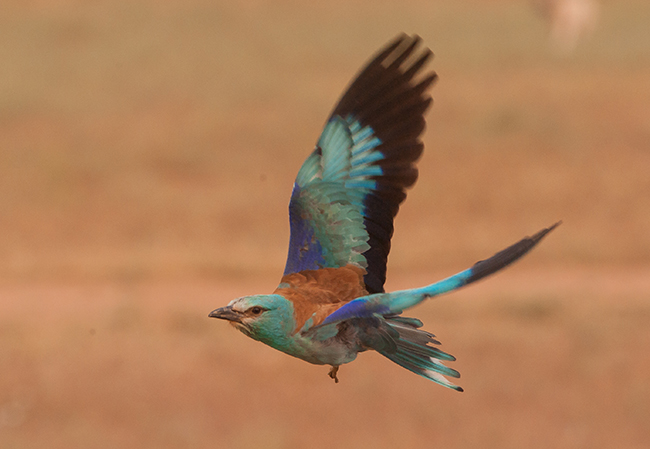Carraca en vuelo perteneciente a la población extremeña de la especie (foto: Manuel Calderón).