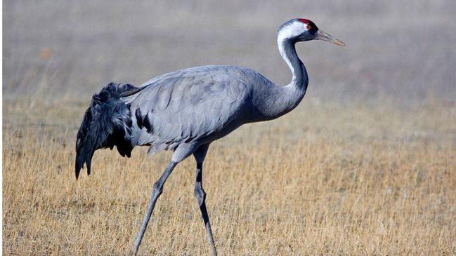 Ejemplar de grulla común. Foto: Carlos Palacín.