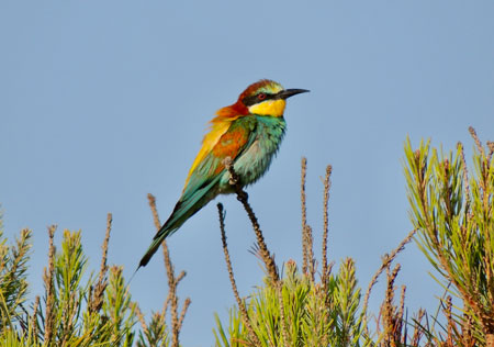 El abejaruco se alimenta de escarabajos que, en muchas ocasiones, han ingerido ivermectina (foto: José R.Verdú). 