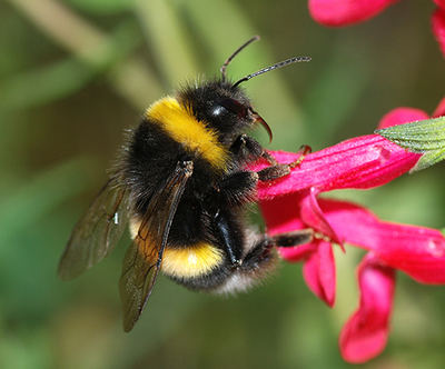 Abejorro común sobre una flor (foto: Alvesgaspar / Wikicommons).