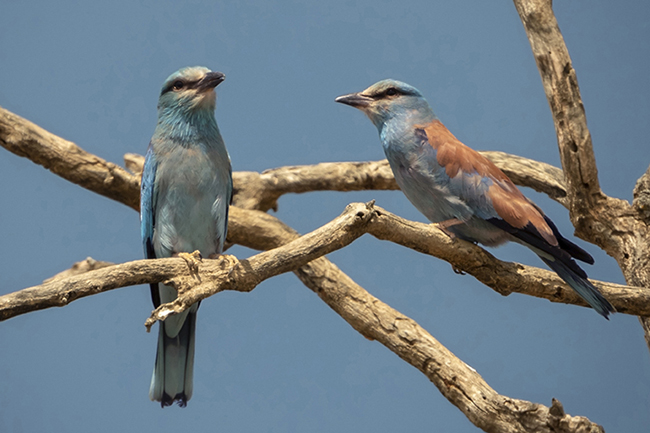 Pareja de carraca europea 