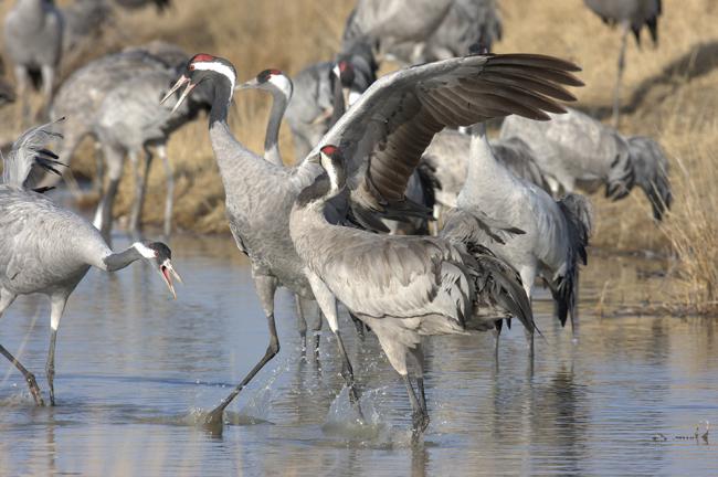 Grullas en la laguna aragonesa de Gallocanta, espacio natural catalogado como IBA (foto: Tatavasco Imágenes).