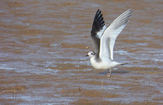 Gaviota de Sabine fotografiada en el embalse de Ricobayo (Zamora) en septiembre de 2020 (foto: Alfonso Rodrigo).