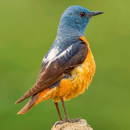 El roquero rojo es una de las aves comunes para las que el programa Sacre ha detectado un mayor declive, del 95% aproximadamente (foto: Lev Paraskevopoulos / Shutterstock).