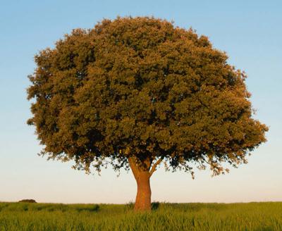Encina , especie del género Quercus, que da nombre a nuestra revista (foto: fjah / 123RF).