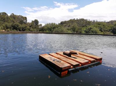 Plataforma colocada en una balsa de riego de Mallorca, en una zona frecuentada por el águila perdicera o de Bonelli (foto: Goib).