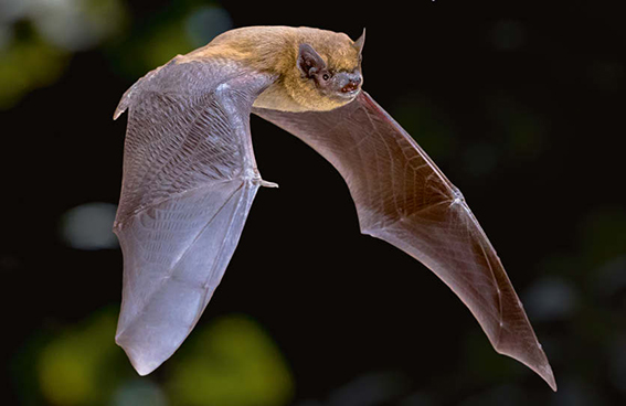 Murciélago enano (Pipistrellus pipistrellus) en vuelo (foto: Rudmer Zwerver / 123RF).