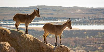 Cabras monteses en La Pedriza (Madrid), dentro del Parque Nacional de la Sierra de Guadarrama (foto: Raúl Ortega / 123RF).