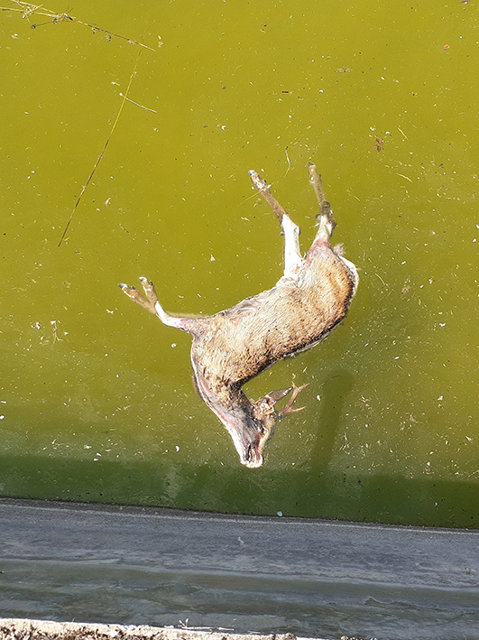 Corzo ahogado en una balsa de agua en Villagordo del Cabriel (Valencia). Foto: Agents Mediambientals de la Comunitat Valenciana.