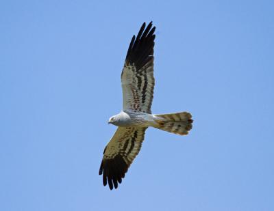 Macho de aguilucho cenizo en vuelo (foto: Vitaly Ilyasov / Shutterstock).