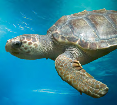 Una tortuga boba nada a través de las aguas marinas (foto: Jon / Adobe Stock).