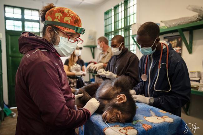 Cría de chimpancé en el momento de ser anestesiada durante una intervención en el Centro de Rehabilitación de Primates de Lwiro (foto: Sean Viljoen).