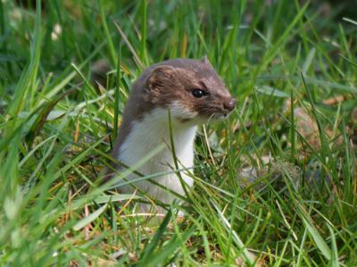 Comadreja (foto: Stobbe / Adobe Stock).