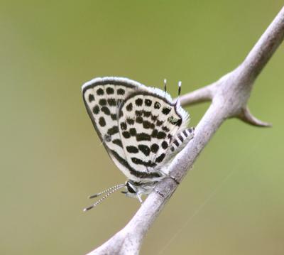La mariposa laberinto africano sobre una rama de su planta nutricia, el arto o azufaifo (foto: Bouke ten Cate / Wikicommons).
