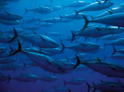 Grupo de atunes rojos en el Mediterráneo (foto: Guido Montaldo / Shutterstock).