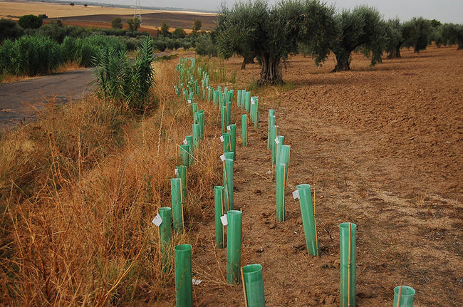 Seto de especies autóctonas plantado en un olivar para controlar la erosión (foto: Guillem Crespo / Fundación FIRE).