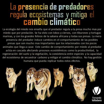 Una de las infografías de Fernando Valladares, dedicada al papel ecosistémico de la fauna depredadora.