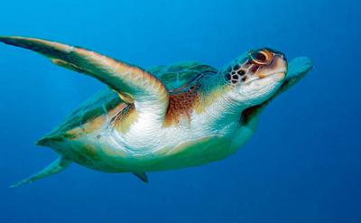 La tortuga boba (Caretta caretta) es el principal objetivo del proyecto SOS Caretta (foto: natursports / 123RF).