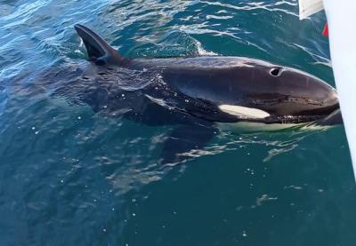 Interacción de la orca "Gladis Gris" con el barco "Extra-Mile" en Galicia, el pasado octubre (Foto: Odrej Stirtef / Extra-Mile / Banco documental GTOA).