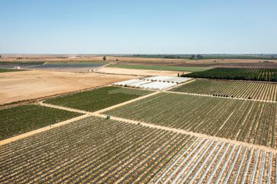 Regadío en expansión en la comarca de Doñana (foto: José Luis Regalado / WWF España).