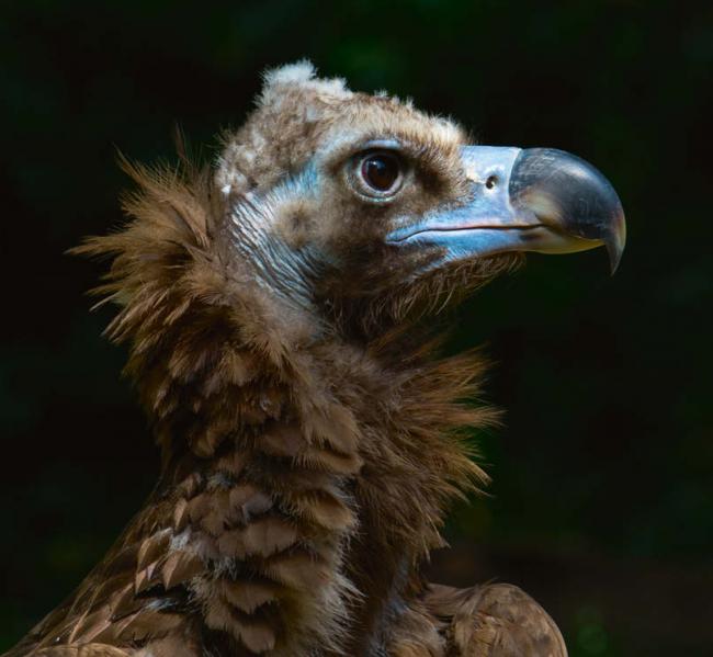 Buitre negro, especie reproductora en España (foto: hejrazdavtri / 123RF).