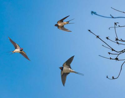 La golondrina común es una de las aves incluidas en el nuevo atlas online de Euring. En la imagen, varios ejemplares en vuelo (foto: bolina / 123RF).