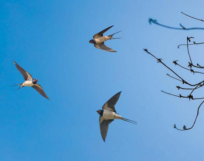 La golondrina común es una de las aves incluidas en el nuevo atlas online de Euring. En la imagen, varios ejemplares en vuelo (foto: bolina / 123RF).