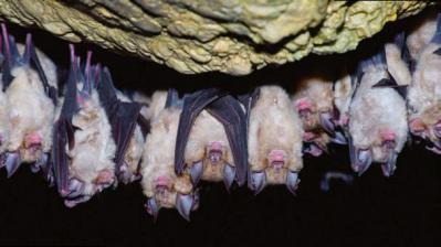 Grupo de murciélagos grandes de herradura (Rhinolophus ferrumequinum) en una cueva (foto: brszattila / Adobe Stock).
