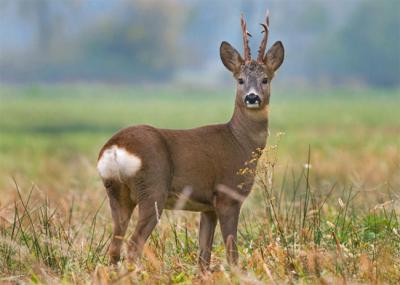 Macho adulto de corzo (foto: Soru Epotok / Adobe Stock).