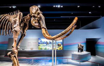 Un esqueleto real de mamut lanudo preside la exposición sobre estos gigantes de la prehistoria (foto: Fundación la Caixa).
