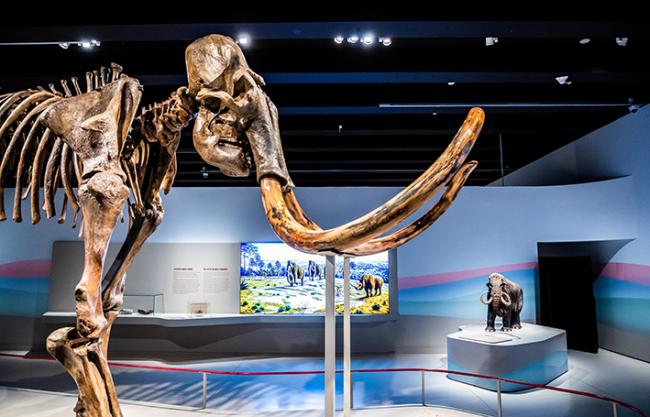 Un esqueleto real de mamut lanudo preside la exposición sobre estos gigantes de la prehistoria (foto: Fundación la Caixa).