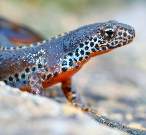 Ejemplar de tritón alpino (Ichthyosaura alpestris). La conservación de anfibios y reptiles es el objetivo de la Asociación Herpetológica Española, premiada por la Fundación BBVA (foto: Gonzalo / Adobe Stock).