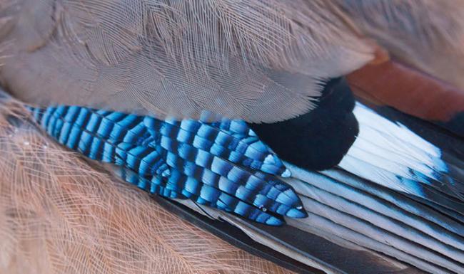 Detalle del plumaje del arrendajo (foto: Alexander Potapov / Adobe Stock).