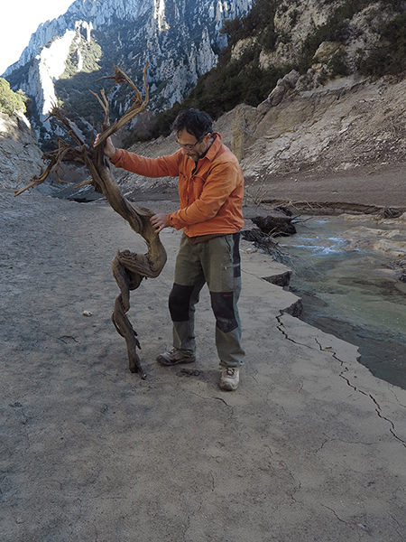 Miguel Ortega, creador de Arbóreo Microdocus, con un ejemplar de sabina negral que estaba enterrado en un pantano de la sierra de Guara (Huesca).