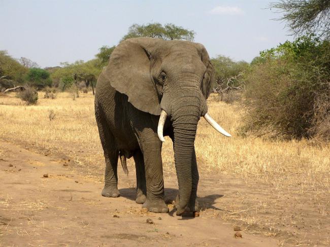 Elefante africano (foto: ajoheyho / Pixabay).