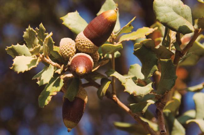 Bellotas de encina (foto: benjasanz / Shutterstock).